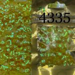 پولک گل کاسه ای 7 مم زرد هفت رنگ       4335